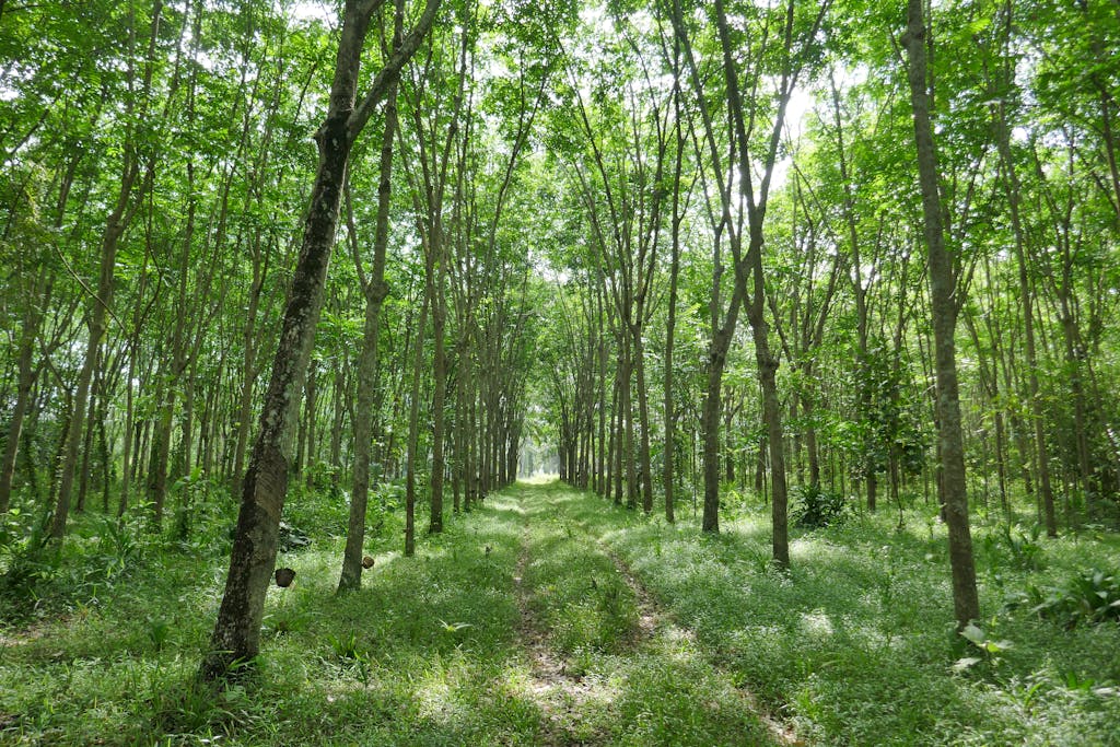 A serene forest pathway lined with vibrant green trees, capturing the essence of summer.